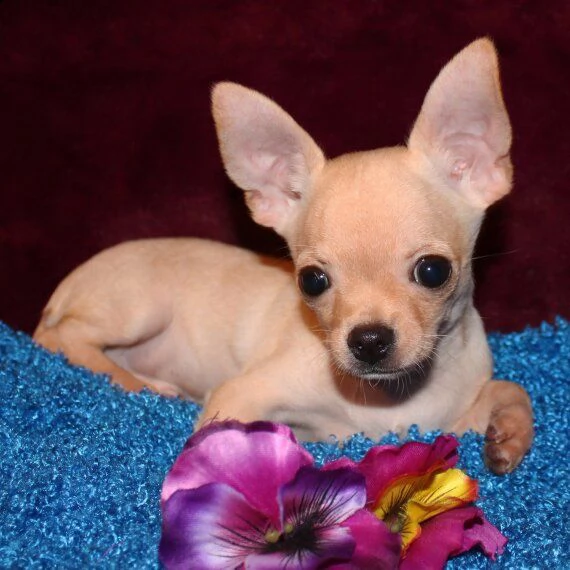 regarlo chihuahua cuccioli bellissima cucciolata cerca nuova famiglia, 4 maschi e 3 femmina, 60 gg, 