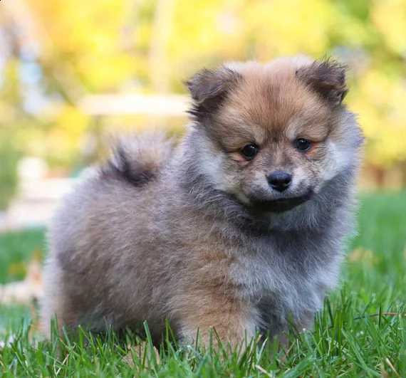 regarlo volpino pomerania cuccioli bellissima cucciolata cerca nuova famiglia, 4 maschi e 3 femmina,