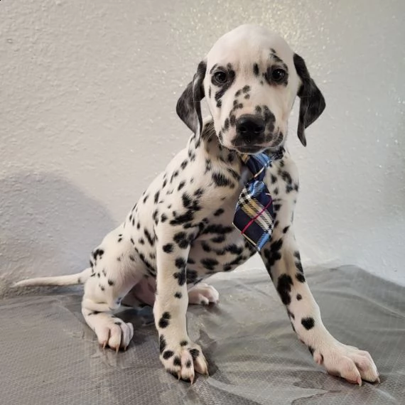 regarlo dalmata cuccioli bellissima cucciolata cerca nuova famiglia 4 maschi e 3 femmina 60 gg tu