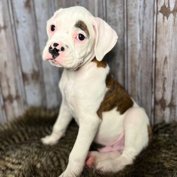 regarlo boxer cuccioli bellissima cucciolata cerca nuova famiglia 4 maschi e 3 femmina 60 gg tutt