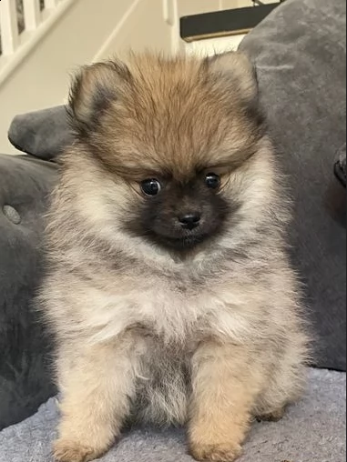 volpino pomerania cuccioli per l'adozione bellissima cucciolata cerca nuova famiglia, 4 maschi e 3 f