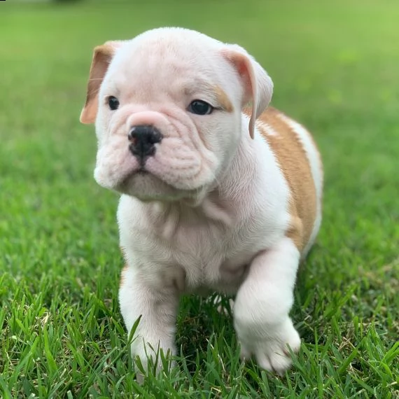 bulldog inglese cuccioli per ladozione bellissima cucciolata cerca nuova famiglia 4 maschi e 3 fem