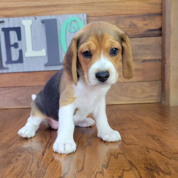  beagle cuccioli per l'adozione bellissima cucciolata cerca nuova famiglia, 4 maschi e 3 femmina, 60
