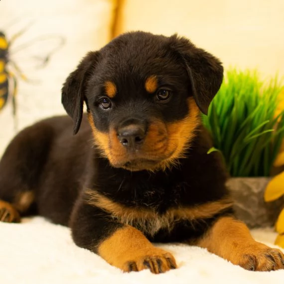  rottweiler cuccioli per l'adozione bellissima cucciolata cerca nuova famiglia, 4 maschi e 3 femmina