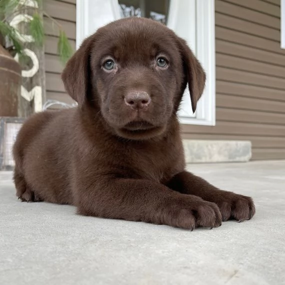 labrador retriever cuccioli per ladozione bellissima cucciolata cerca nuova famiglia 4 maschi e 3 