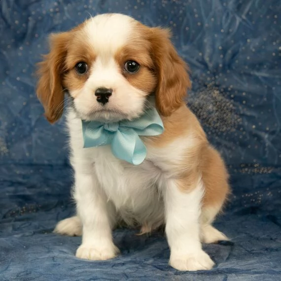 regarlo cavalier king cuccioli