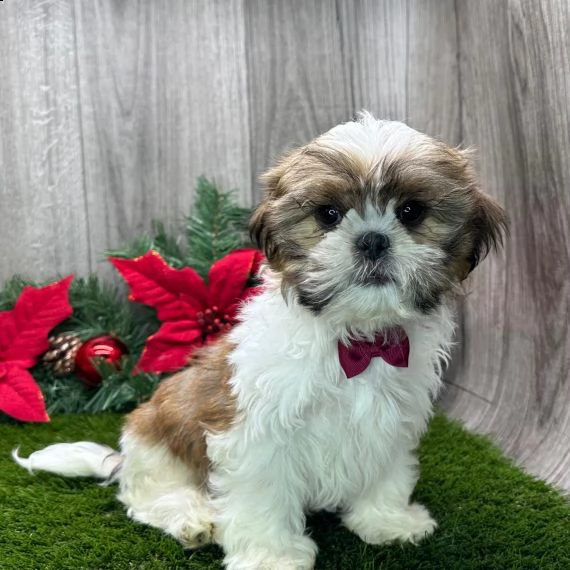 regarlo shih tzu cuccioli 