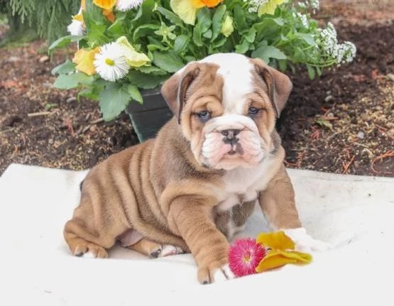 regarlo bulldog inglese cuccioli