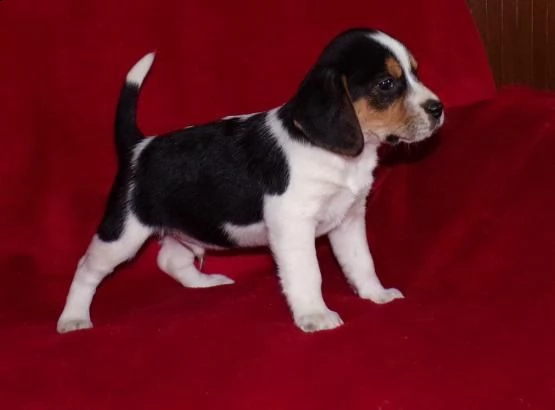 regalo beagle cuccioli