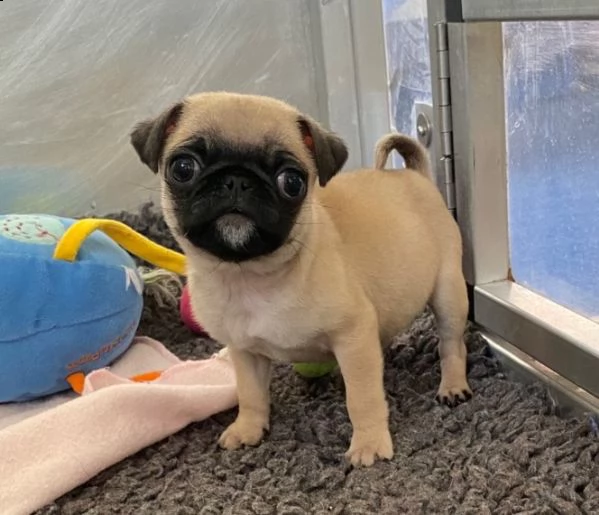 regarlo carlino cuccioli