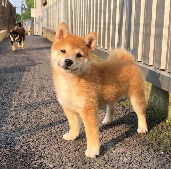 regalo due cuccioli di shiba inu per l'adozione
