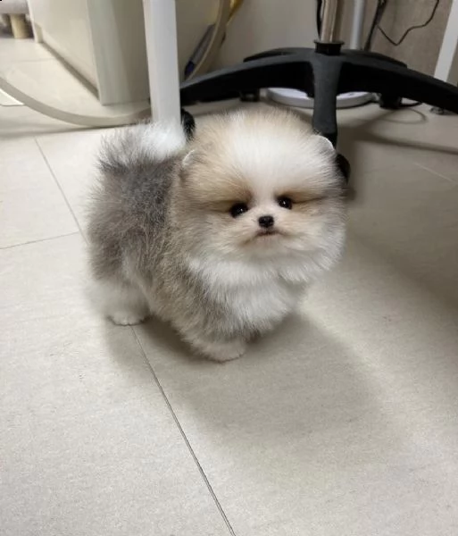 regalo pomerania cuccioli maschio e femmina