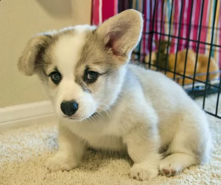  regalo  welsh corgi 