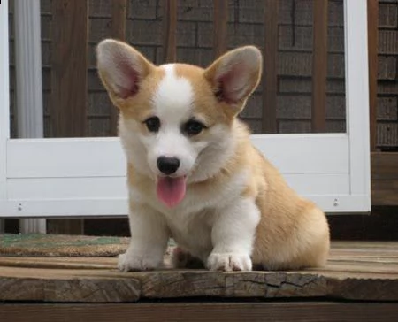  regalo  welsh corgi  | Foto 0