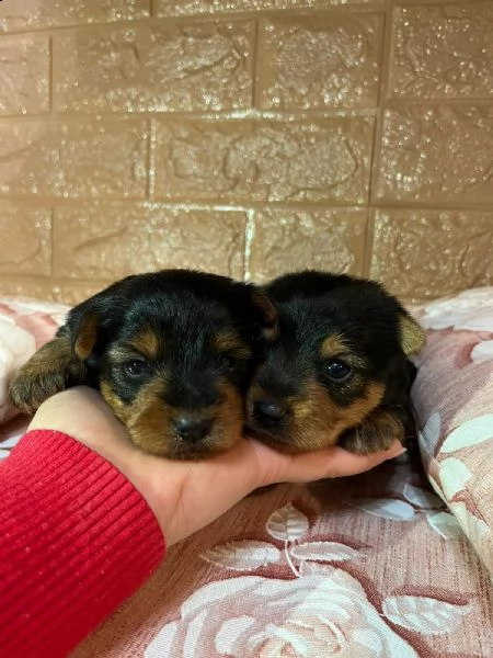 2 cuccioli di yorkshire 