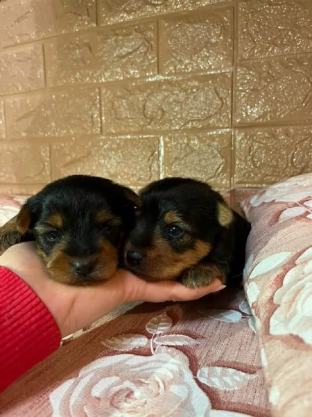 2 cuccioli di yorkshire  | Foto 2