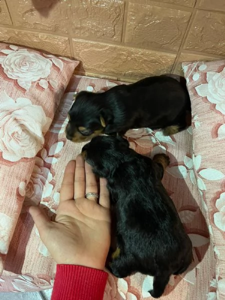 2 cuccioli di yorkshire  | Foto 1