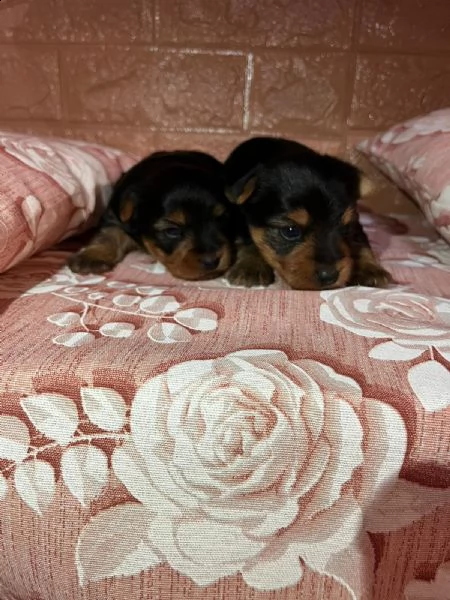 2 cuccioli di yorkshire  | Foto 0