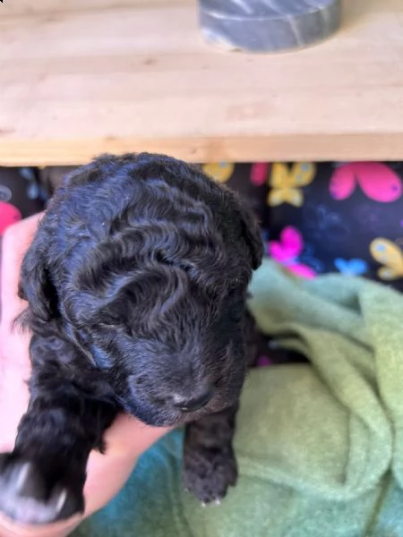 vendo 2 cuccioli un maschio e una femmina | Foto 4