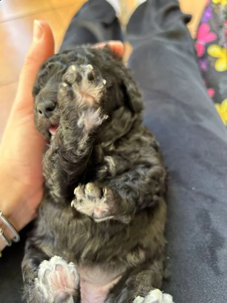 vendo 2 cuccioli un maschio e una femmina | Foto 3