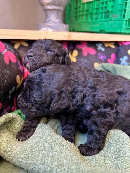 vendo 2 cuccioli un maschio e una femmina | Foto 1