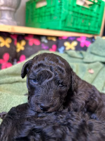 vendo 2 cuccioli un maschio e una femmina