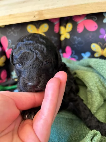 vendo 2 cuccioli un maschio e una femmina | Foto 0