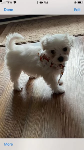 maltese toy cuccioli