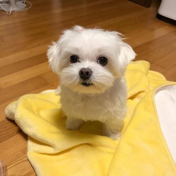 disponibili 2 cuccioli di maltese toy !