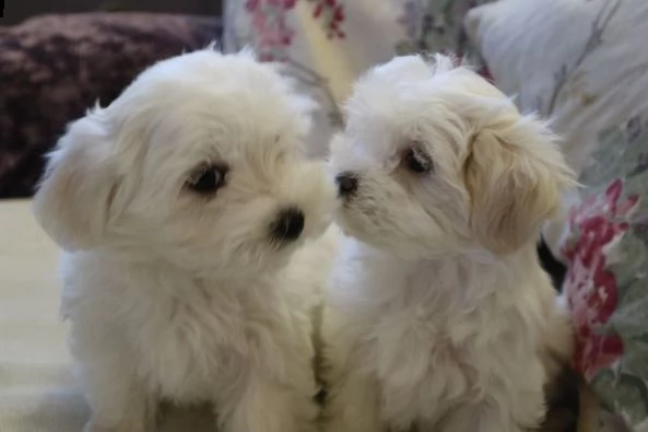 maltesi cuccioli tutti bianchi!! | Foto 0