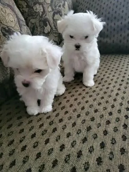 cuccioli di razza maltese toy!!