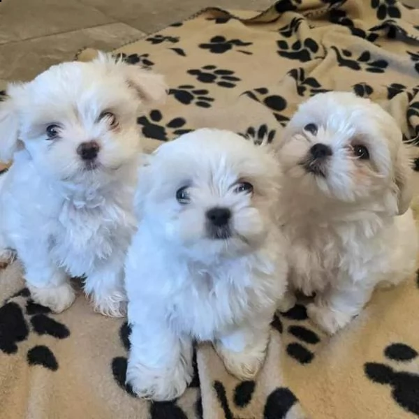 disponibili 2 cuccioli di maltese toy !!