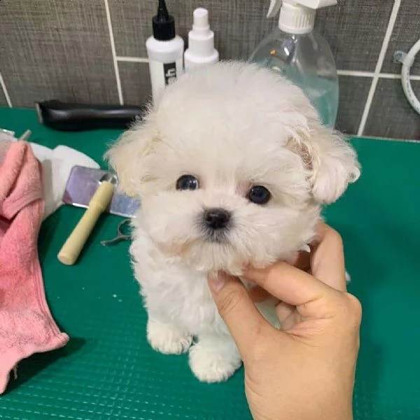 maltipoo cuccioli sani per case amorevoli