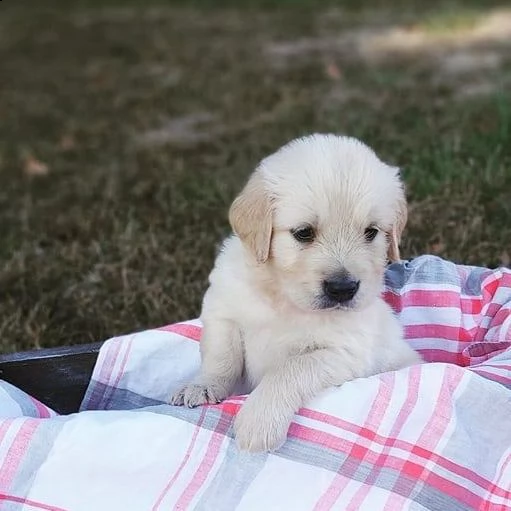 golden retriever cuccioli sani per case amorevoli