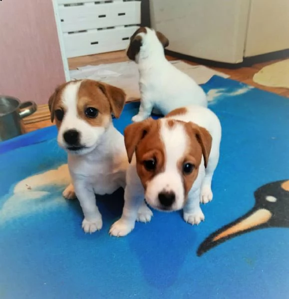 jack russell cuccioli sani per case amorevoli