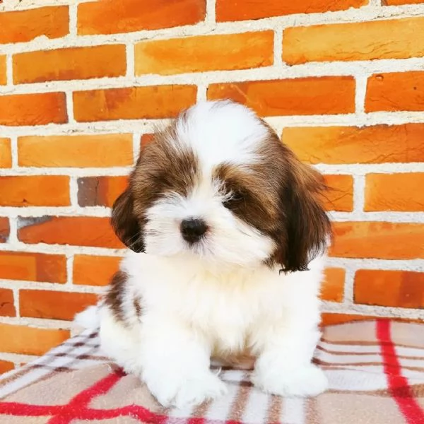 lhasa apso cuccioli sani per case amorevoli | Foto 0