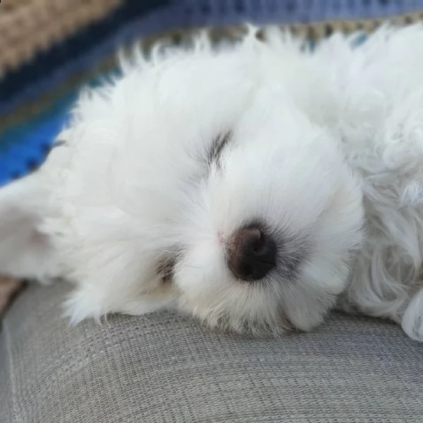 maltese cuccioli sani per case amorevoli--+