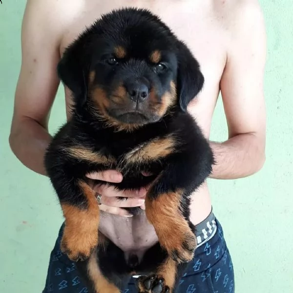 rottweiler cuccioli sani per case amorevoli | Foto 1