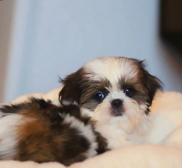 shih tzu cuccioli sani per case amorevoli | Foto 1