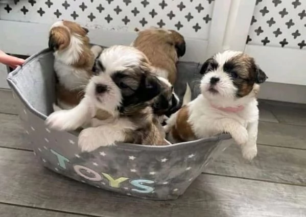 shih tzu cuccioli sani per case amorevoli | Foto 0