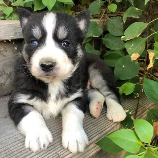 siberian husky cuccioli sani per case amorevoli-+ | Foto 1