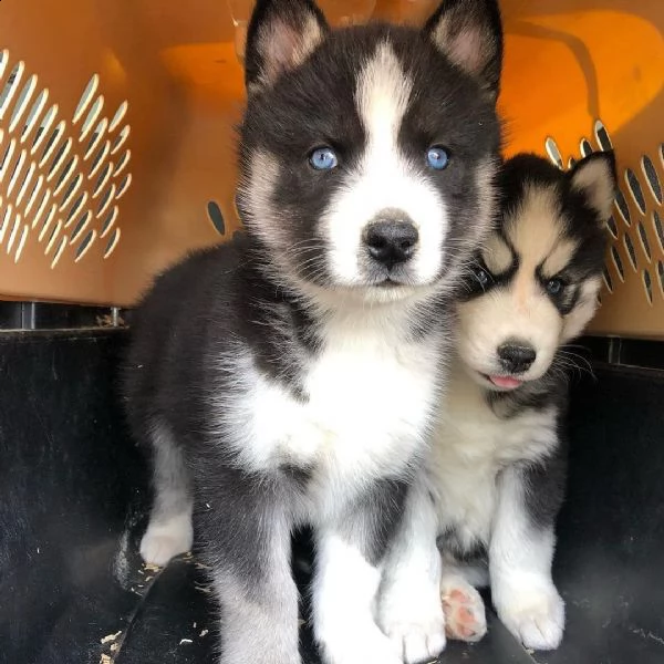 siberian husky cuccioli sani per case amorevoli-+