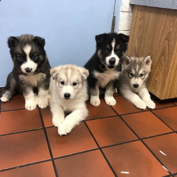 siberian husky cuccioli sani per case amorevoli-+ | Foto 0