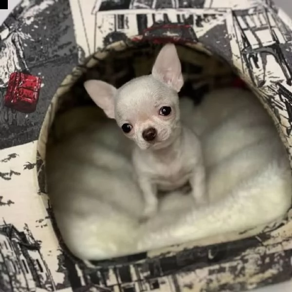 chihuahua cuccioli sani per case amorevoli+-