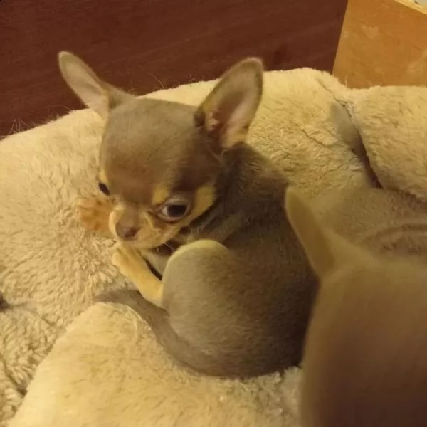 chihuahua cuccioli sani per case amorevoli+- | Foto 3