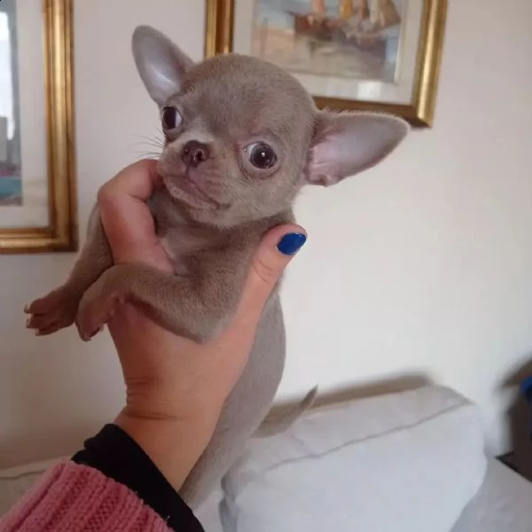 chihuahua cuccioli sani per case amorevoli+- | Foto 2