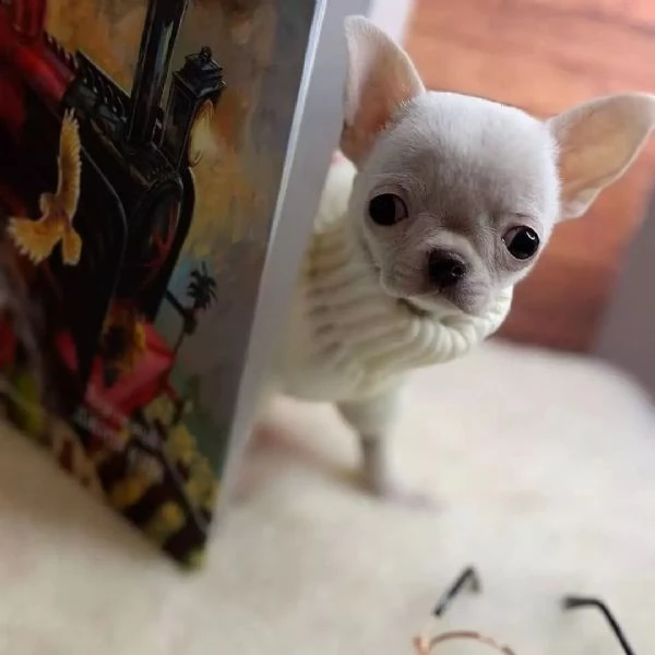 chihuahua cuccioli sani per case amorevoli+- | Foto 1