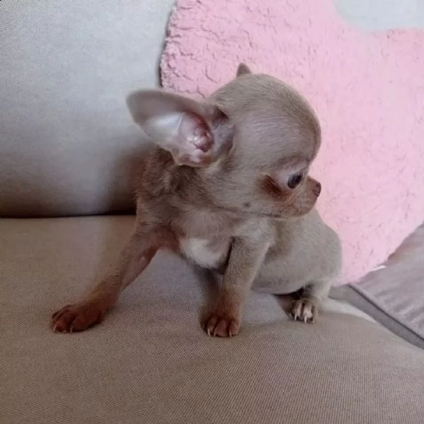 chihuahua cuccioli sani per case amorevoli+- | Foto 0