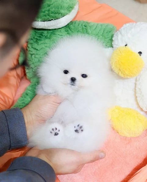 pomeranian cuccioli sani per case amorevoli++- | Foto 0