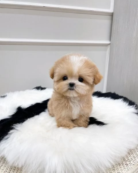 maltipoo cuccioli sani per case amorevoli | Foto 0